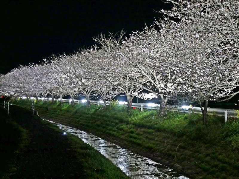 札森の桜