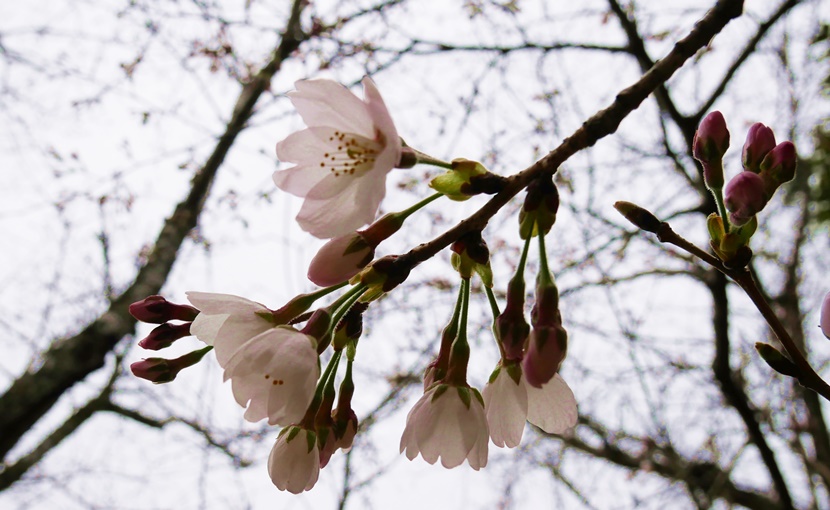 いすみ苑桜開花